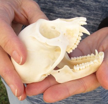 3-1/2" Female African Vervet Monkey Skull For Sale for $100 (CITES P-000023748)