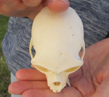 3-1/2" Female African Vervet Monkey Skull For Sale for $100 (CITES P-000023748)