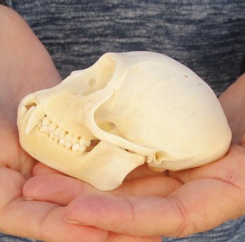 3-1/2" Female African Vervet Monkey Skull For Sale for $100 (CITES P-000023748)