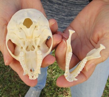 3-1/2" Female African Vervet Monkey Skull For Sale for $100 (CITES P-000023748)