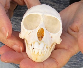 3-1/2" Female African Vervet Monkey Skull For Sale for $100 (CITES P-000023748)