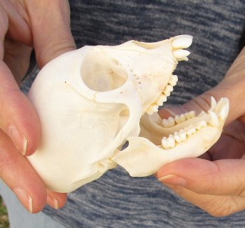 3-1/2" Female African Vervet Monkey Skull For Sale for $100 (CITES P-000023748)