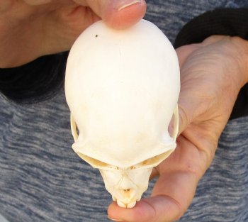 3-1/2" Female African Vervet Monkey Skull For Sale for $100 (CITES P-000023748)