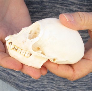 3-1/2" Female African Vervet Monkey Skull For Sale for $100 (CITES P-000023748)