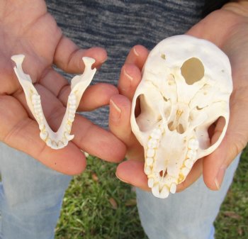 3-1/2" Female African Vervet Monkey Skull For Sale for $100 (CITES P-000023748)