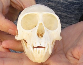 3-3/4" Female African Vervet Monkey Skull For Sale for $100 (CITES P-000023748)