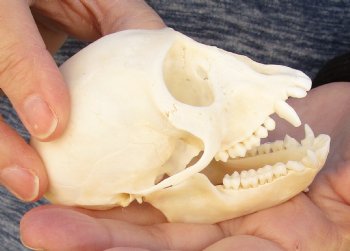 3-3/4" Female African Vervet Monkey Skull For Sale for $100 (CITES P-000023748)