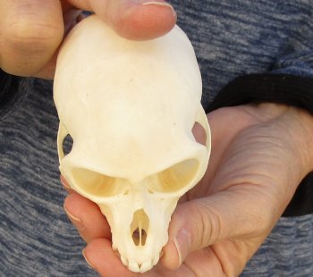 3-3/4" Female African Vervet Monkey Skull For Sale for $100 (CITES P-000023748)