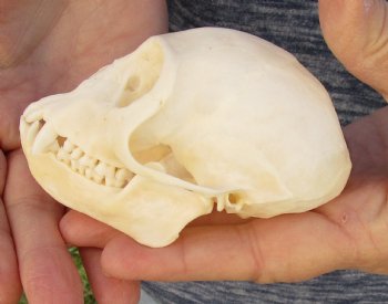 3-3/4" Female African Vervet Monkey Skull For Sale for $100 (CITES P-000023748)