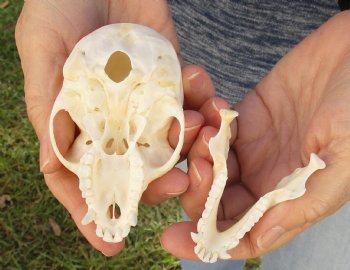 3-3/4" Female African Vervet Monkey Skull For Sale for $100 (CITES P-000023748)