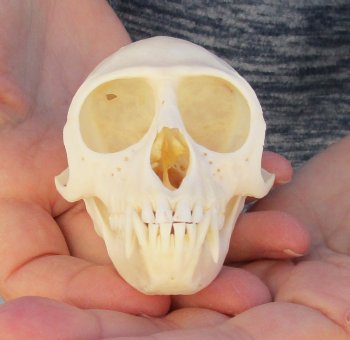 3-1/2" Female African Vervet Monkey Skull For Sale for $100 (CITES P-000023748)