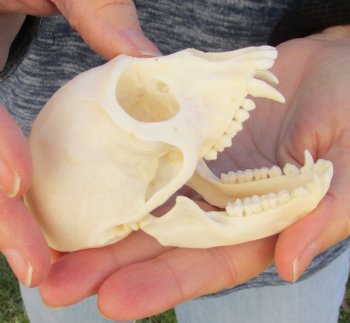 3-1/2" Female African Vervet Monkey Skull For Sale for $100 (CITES P-000023748)