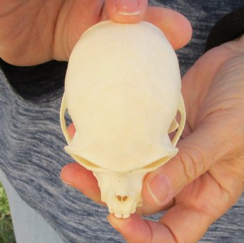 3-1/2" Female African Vervet Monkey Skull For Sale for $100 (CITES P-000023748)