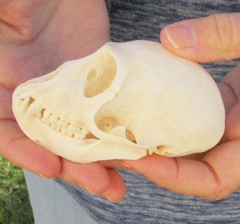 3-1/2" Female African Vervet Monkey Skull For Sale for $100 (CITES P-000023748)