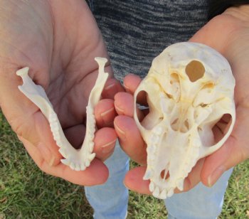 3-1/2" Female African Vervet Monkey Skull For Sale for $100 (CITES P-000023748)