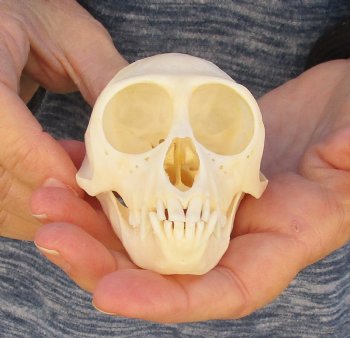 3-1/2" Female African Vervet Monkey Skull For Sale for $100 (CITES P-000023748)