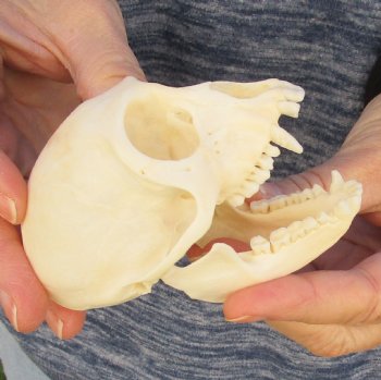 3-1/2" Female African Vervet Monkey Skull For Sale for $100 (CITES P-000023748)