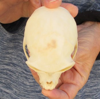 3-1/2" Female African Vervet Monkey Skull For Sale for $100 (CITES P-000023748)