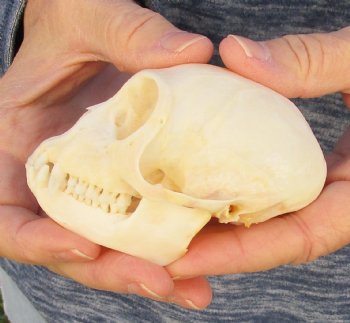 3-1/2" Female African Vervet Monkey Skull For Sale for $100 (CITES P-000023748)