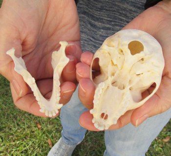 3-1/2" Female African Vervet Monkey Skull For Sale for $100 (CITES P-000023748)