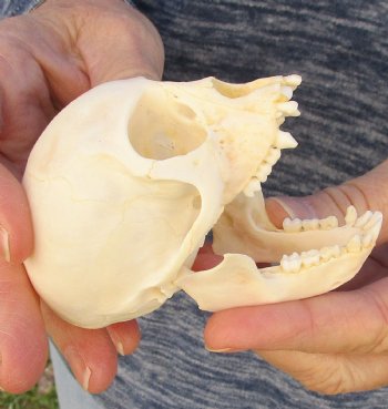 3-1/4" Juvenile African Vervet Monkey Skull For Sale for $75 (CITES P-000023748)