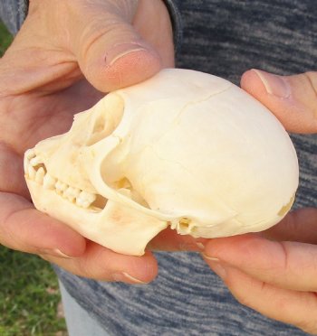 3-1/4" Juvenile African Vervet Monkey Skull For Sale for $75 (CITES P-000023748)