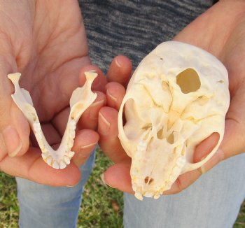 3-1/4" Juvenile African Vervet Monkey Skull For Sale for $75 (CITES P-000023748)