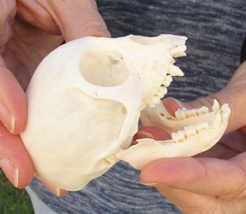 3-1/4" Juvenile African Vervet Monkey Skull For Sale for $75 (CITES P-000023748)