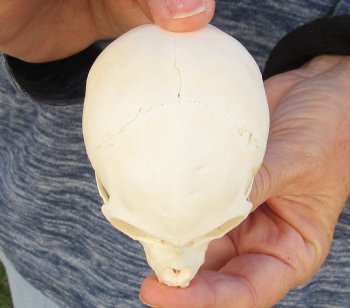 3-1/4" Juvenile African Vervet Monkey Skull For Sale for $75 (CITES P-000023748)