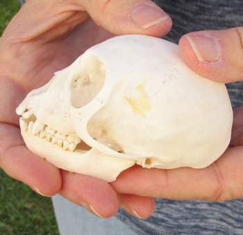 3-1/4" Juvenile African Vervet Monkey Skull For Sale for $75 (CITES P-000023748)