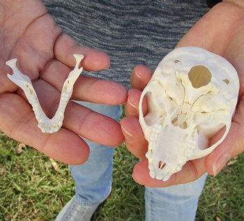 3-1/4" Juvenile African Vervet Monkey Skull For Sale for $75 (CITES P-000023748)