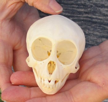 3" Juvenile African Vervet Monkey Skull For Sale for $75 (CITES P-000023748)