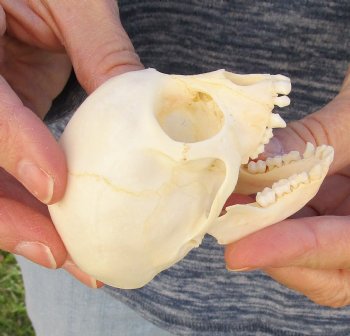 3" Juvenile African Vervet Monkey Skull For Sale for $75 (CITES P-000023748)