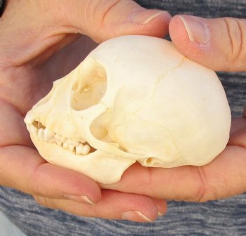 3" Juvenile African Vervet Monkey Skull For Sale for $75 (CITES P-000023748)