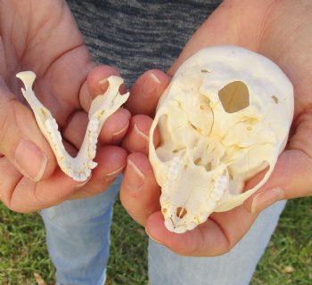 3" Juvenile African Vervet Monkey Skull For Sale for $75 (CITES P-000023748)