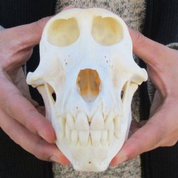 A-Grade 7" Female Baboon Skull - $155 (CITES P-000023748)