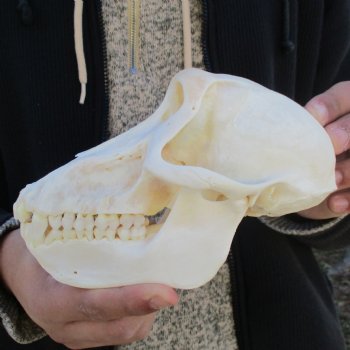 A-Grade 7" Female Baboon Skull - $155 (CITES P-000023748)