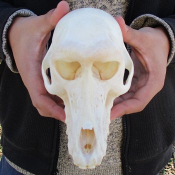 A-Grade 7" Female Baboon Skull - $155 (CITES P-000023748)