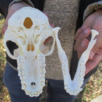 A-Grade 7" Female Baboon Skull - $155 (CITES P-000023748)