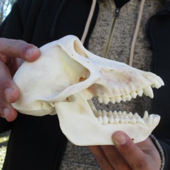 A-Grade 6-3/4" Female Baboon Skull - $155 (CITES P-000023748)