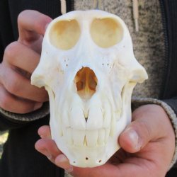 A-Grade 6-3/4" Female Baboon Skull - $155 (CITES P-000023748)