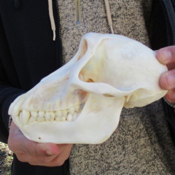 A-Grade 6-3/4" Female Baboon Skull - $155 (CITES P-000023748)