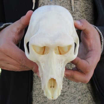 A-Grade 6-3/4" Female Baboon Skull - $155 (CITES P-000023748)