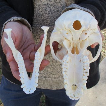 A-Grade 6-3/4" Female Baboon Skull - $155 (CITES P-000023748)