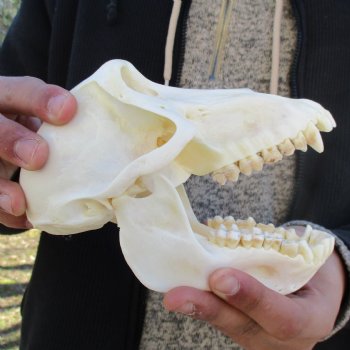 A-Grade 6-3/4" Female Baboon Skull - $155 (CITES P-000023748)