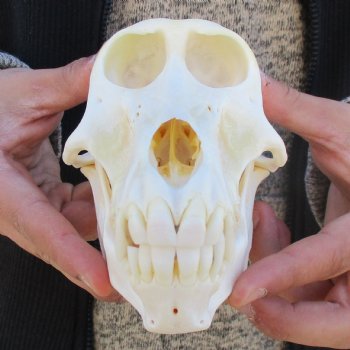 A-Grade 6-3/4" Female Baboon Skull - $155 (CITES P-000023748)