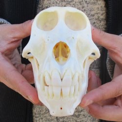 A-Grade 6-3/4" Female Baboon Skull - $155 (CITES P-000023748)