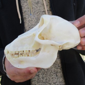 A-Grade 6-3/4" Female Baboon Skull - $155 (CITES P-000023748)