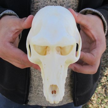 A-Grade 6-3/4" Female Baboon Skull - $155 (CITES P-000023748)