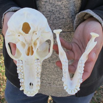 A-Grade 6-3/4" Female Baboon Skull - $155 (CITES P-000023748)